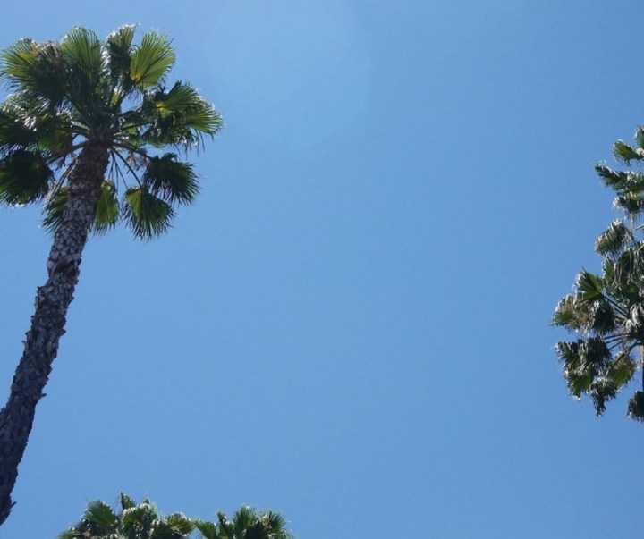 The iconic Palm tree lined streets of California 